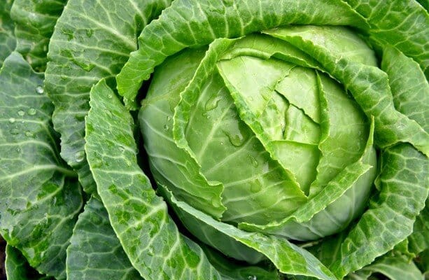 Can rabbits eat green cabbage
