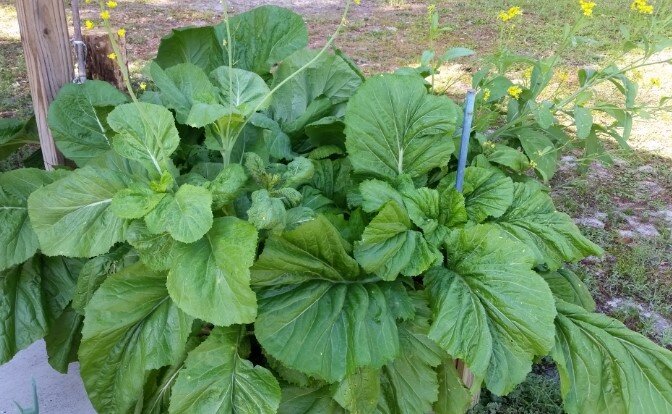 Florida broad leaf mustard