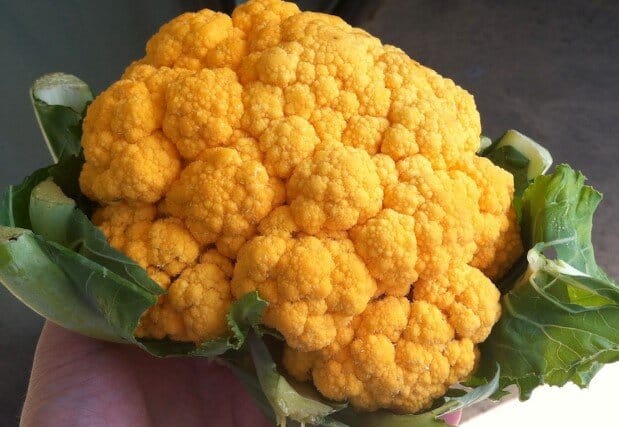 Orange cauliflower