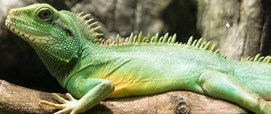 Pet water dragon