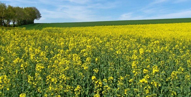 White mustard and rabbits