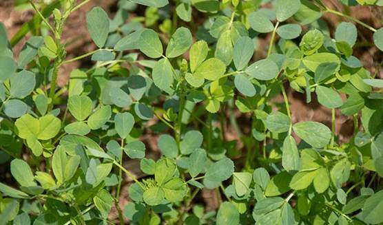 can rabbits eat alfalfa