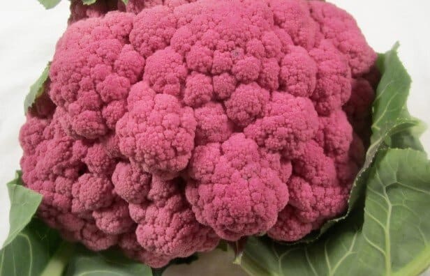 purple cauliflower