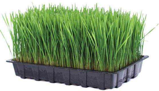 wheatgrass and rabbits