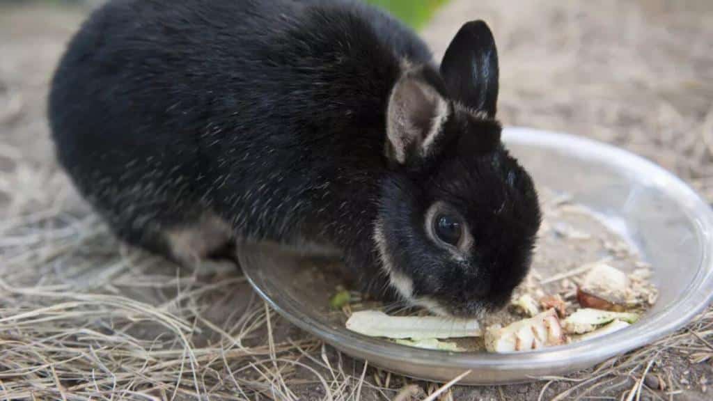 Rabbit food list