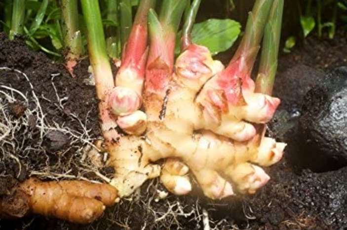 Can rabbits eat ginger including ginger root.