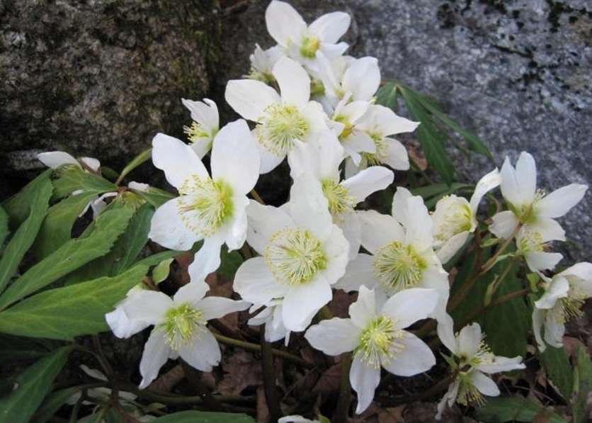 Christmas Easter or Lenten roses Helleborus niger