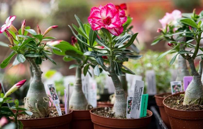 Desert roses