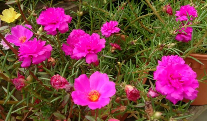 Moss roses (Portulaca oleracea)