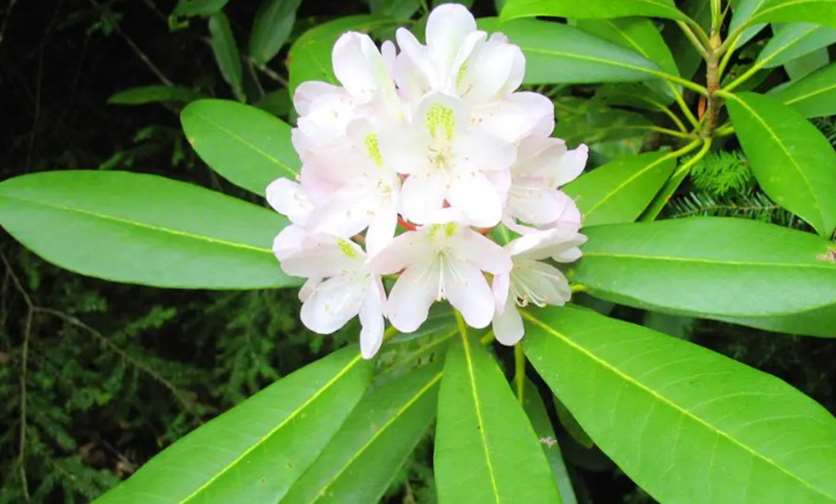 Rosebay (Rhododendron spp.)