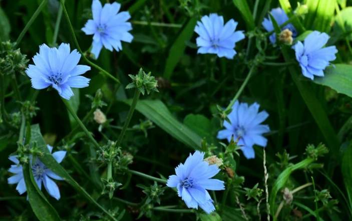 Can rabbits eat chicory