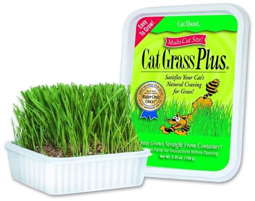 Cat-About by MiracleCorp Gimborn Single Cat Grass Plu