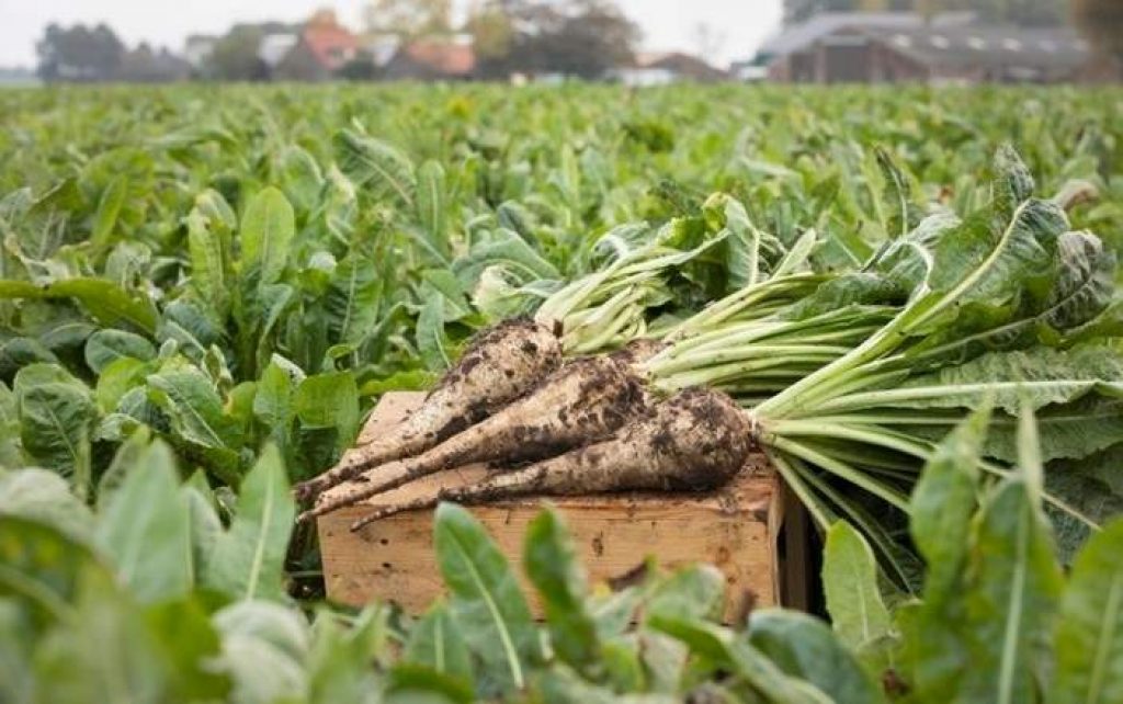 Chicory root and rabbits