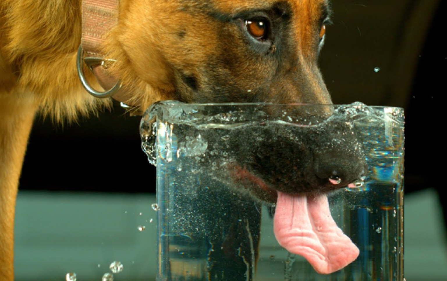 Собака лакает. Собака пьет. Собака пьет воду. Собака пьёт воду замедленная съёмка. Собака пьющая кровь