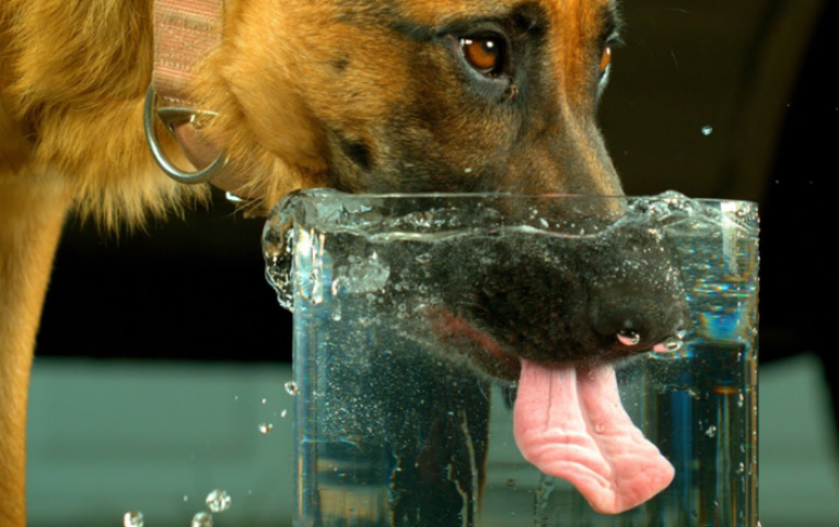 low-sodium-in-dogs-hyponatremia-causes-and-symptoms-pet-care-advisors