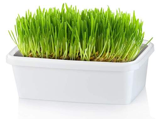 Pet Greens Self-Grow Pet Grass Kit