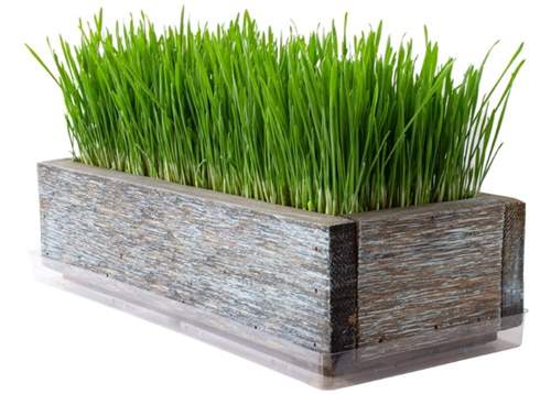 Reclaimed Barnwood Style Planter Wheatgrass Kit - Aged Brown - Grow Wheat Grass - for Pet Dog Cat Grass