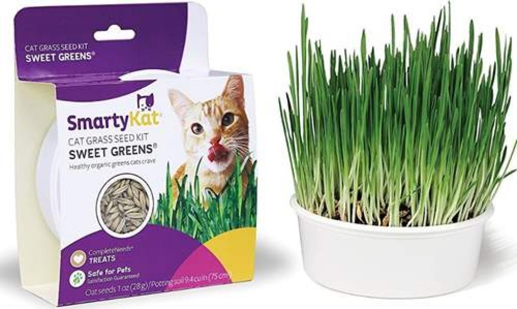 cat grass toy