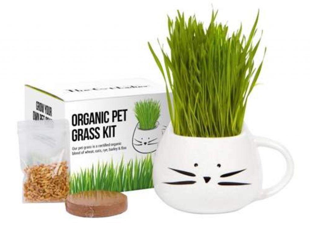 The Cat Ladies Organic Pet Grass Growing kit with Planter
