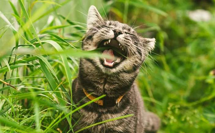 Why do cats and kittens eat Grass