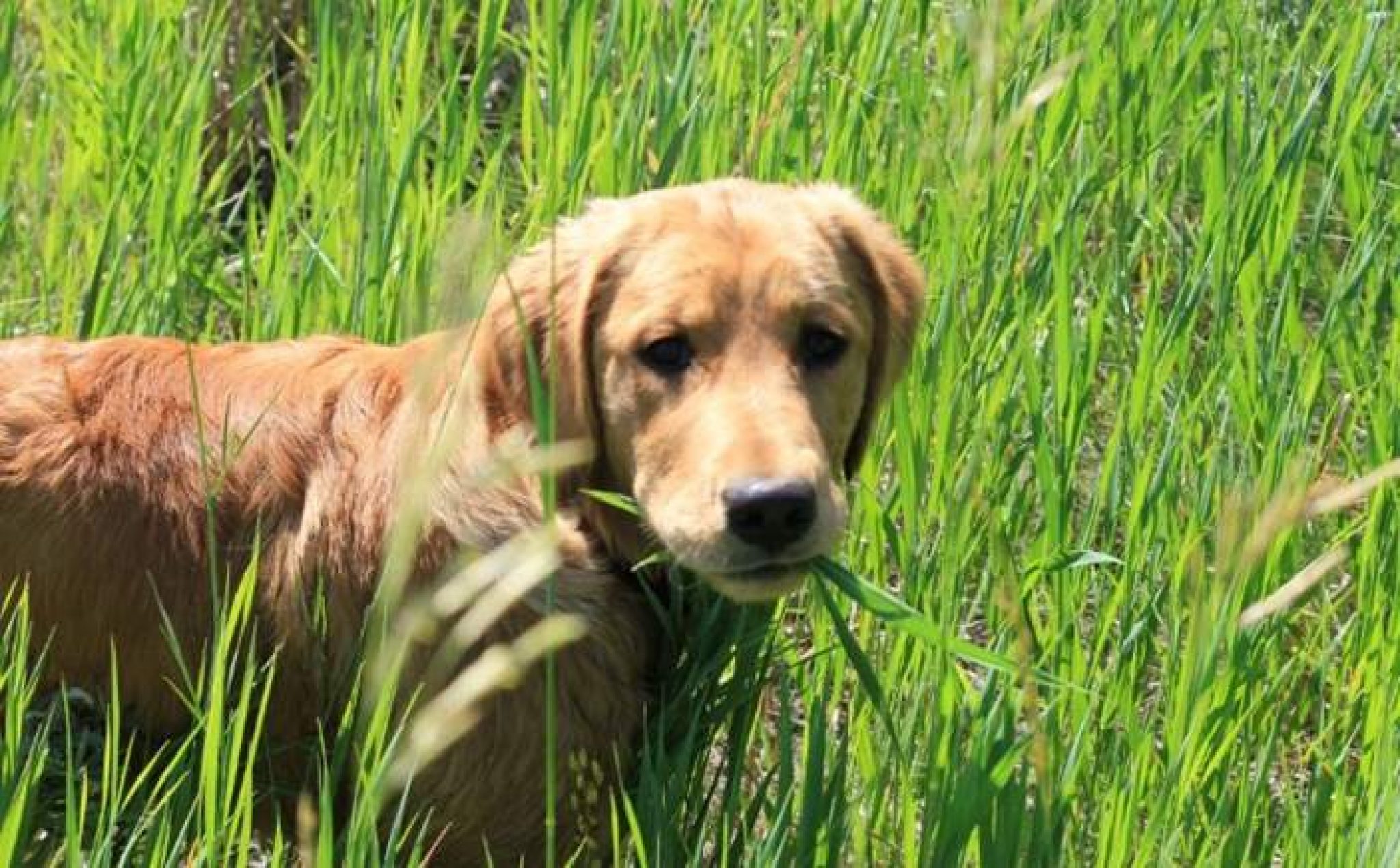 Why Do Dogs and Puppies Eat Grass? Is Grass Good or Bad? Pet Care