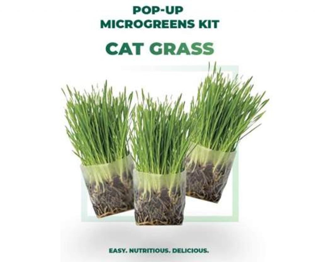 Window Garden Pop Up Cat Grass Kit – 3 Pack