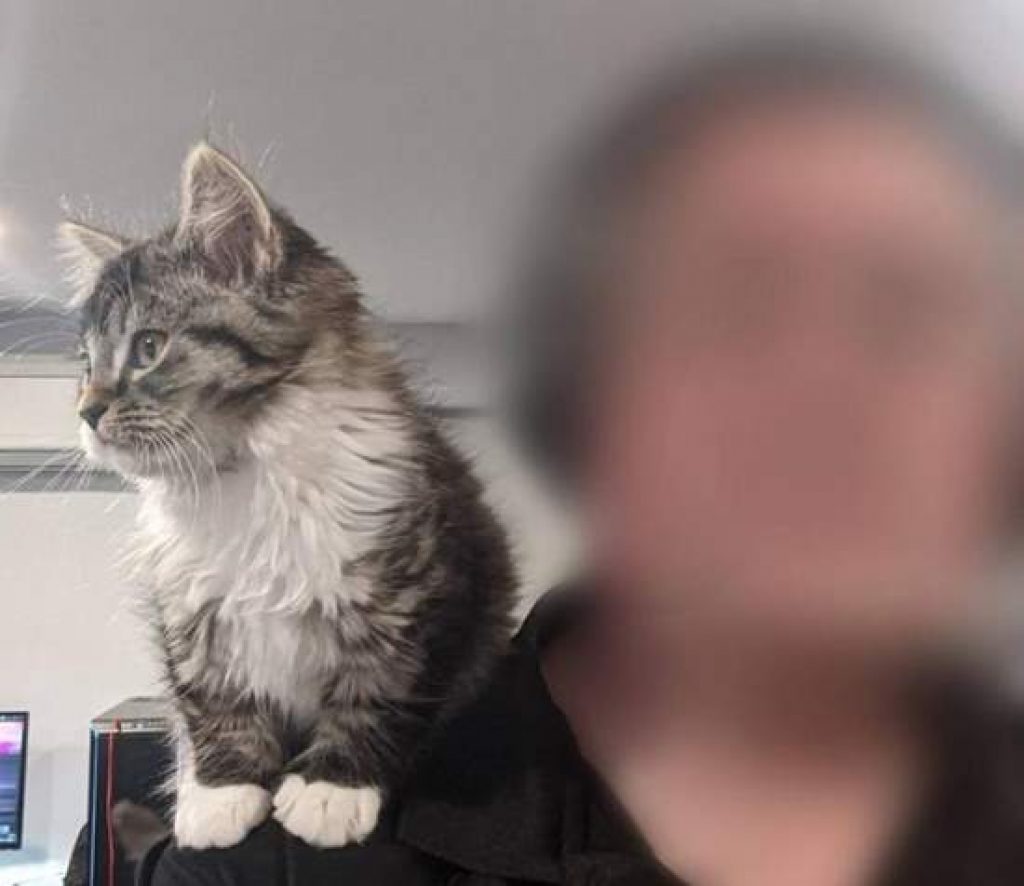 10 week kitten is a shoulder cat - imgur