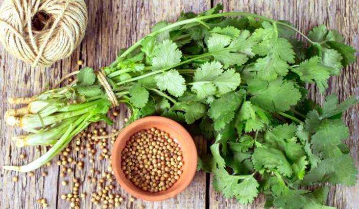 Can rabbits coriander leaves, stems and seeds