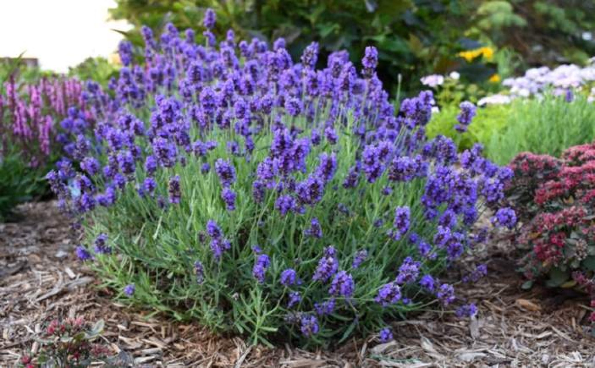 Can Rabbits Eat Lavender Plant Greens and Buds Pet Care Advisors