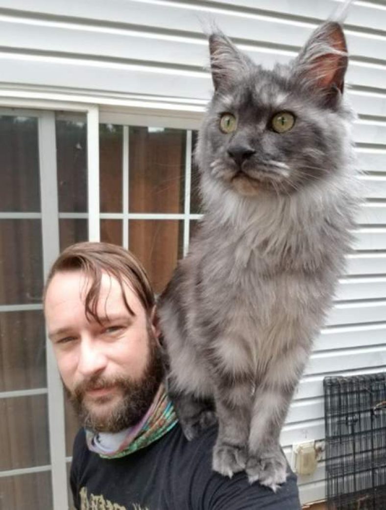 A Cat on Shoulder. Is It Weird or Normal? Pet Care Advisors