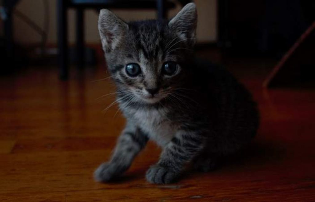 Benefits of Canned Wet Cat Food for Kittens