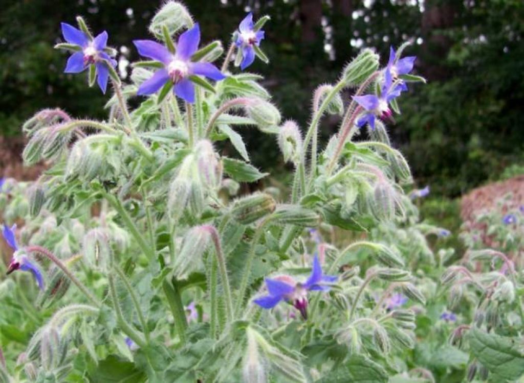 Borage and rabbits - Is it safe