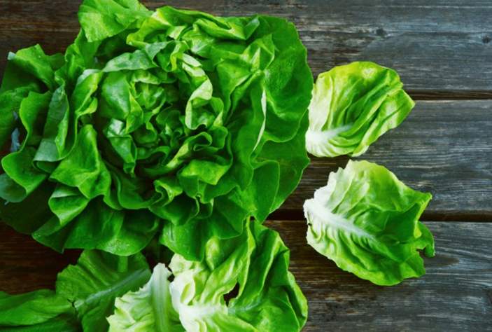 Butterhead lettuce and rabbits