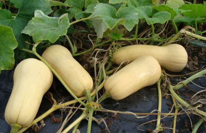 Butternut plant leaves and rabbits