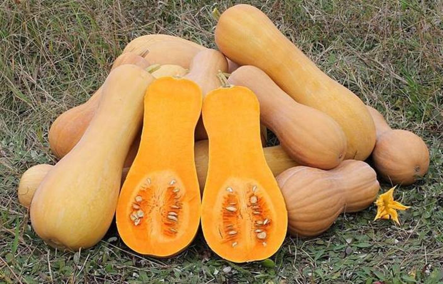 Can Rabbits Eat Butternut Squash? | Pet Care Advisors