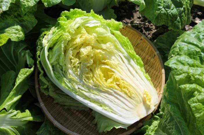 Can bunnies eat chinese cabbage