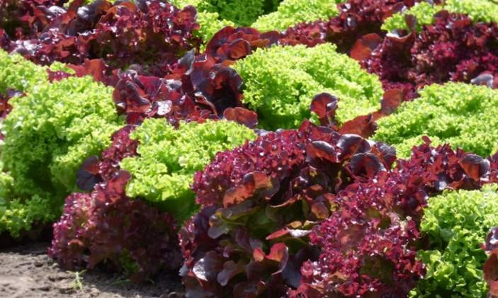 Green leaf and red leaf lettuce?