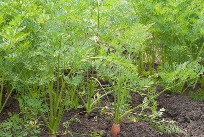 Can rabbits eat carrot tops