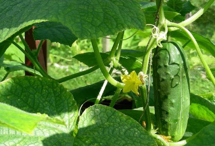 Can rabbits eat cucumber and cucumber plant