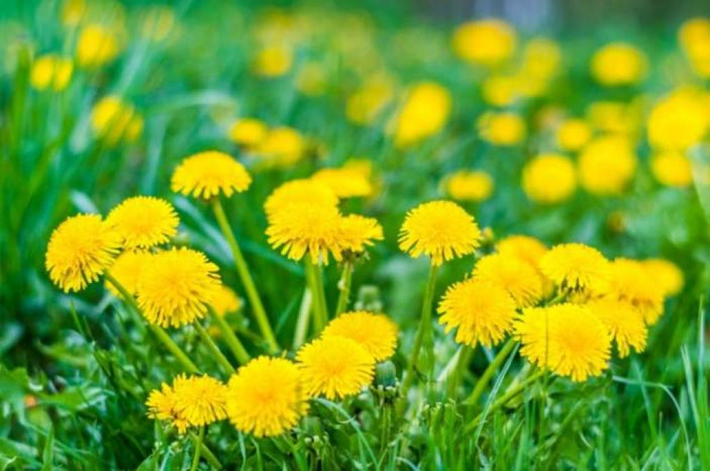 Can rabbits eat dandelions