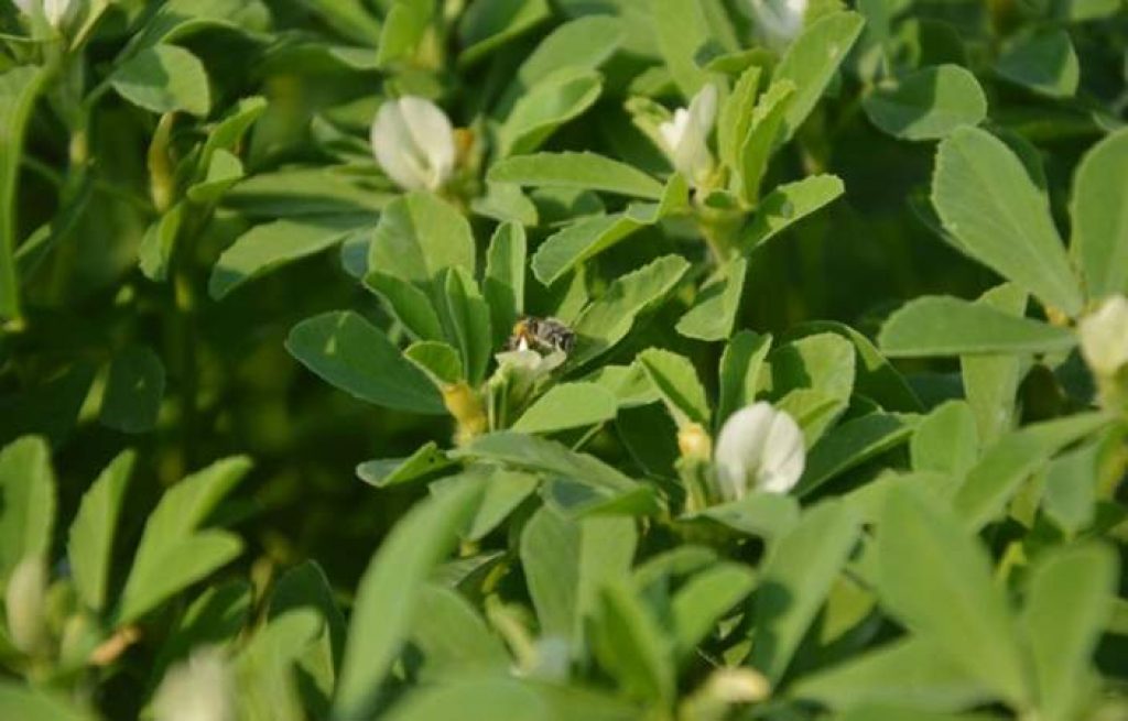 Can rabbits eat fenugreek