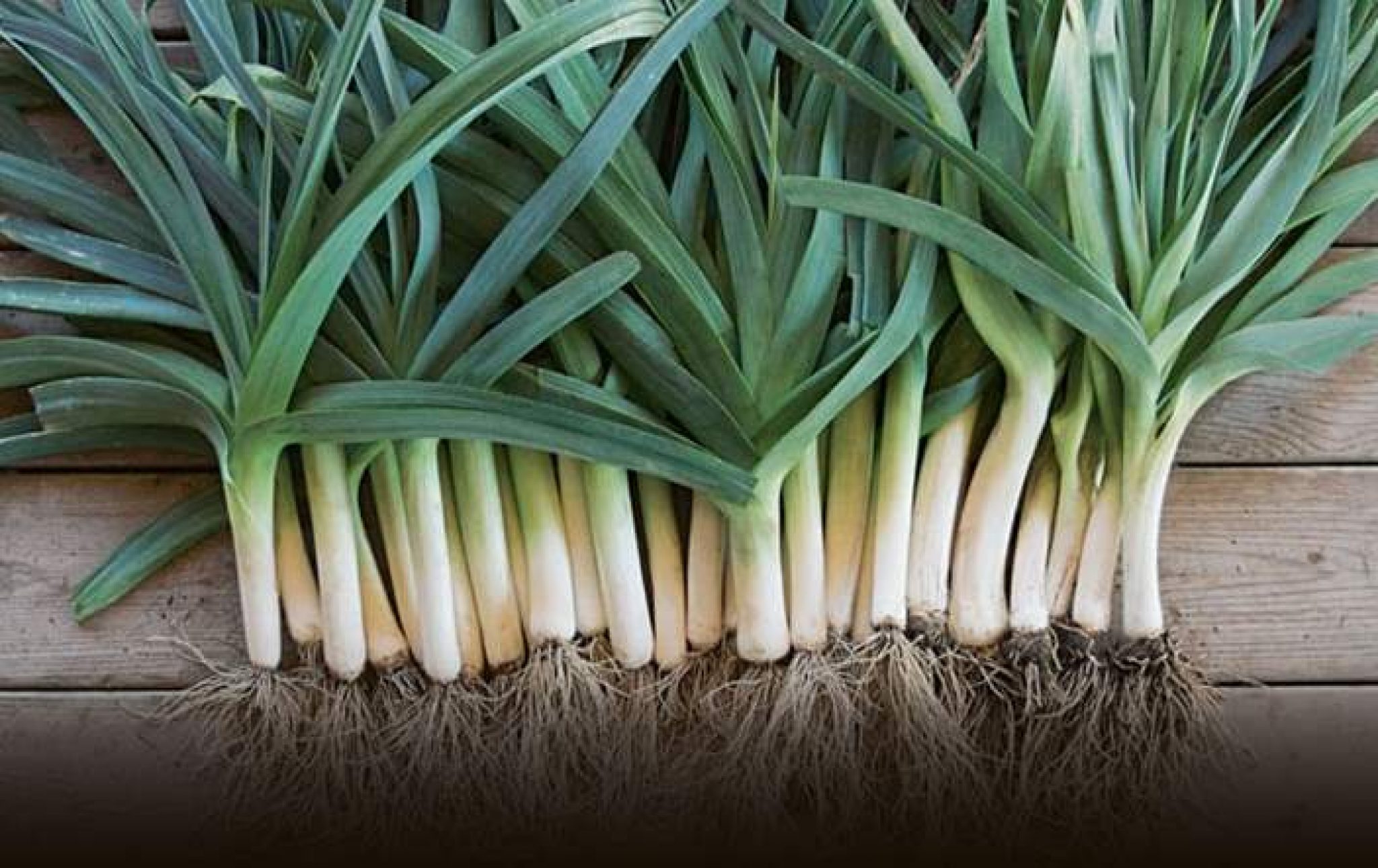 Can Rabbits Eat Leeks and Are they Safe? | Pet Care Advisors