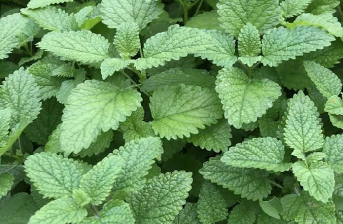 Can rabbits eat lemon balm