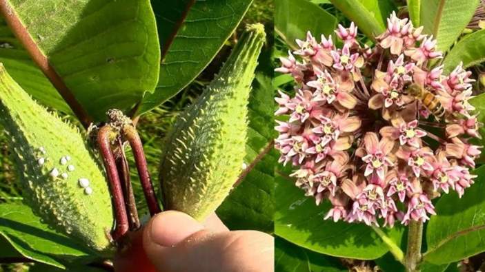 Can rabbits eat milkweed