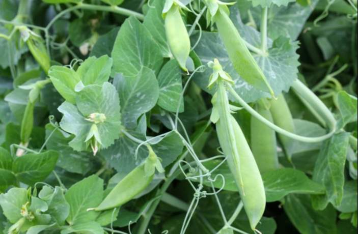 Can rabbits eat peas - green peas, pods and plants