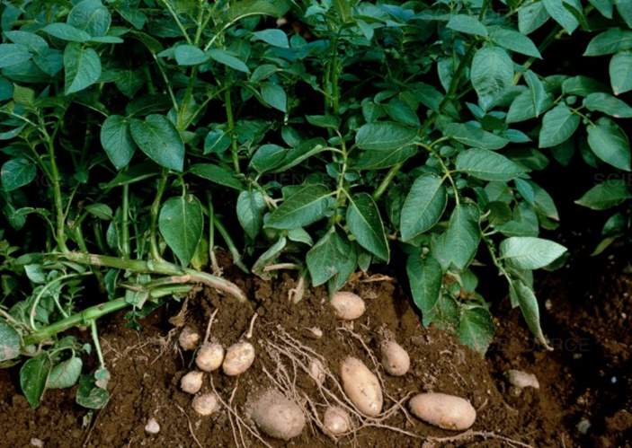 Can rabbits eat potatoes or potato leaves