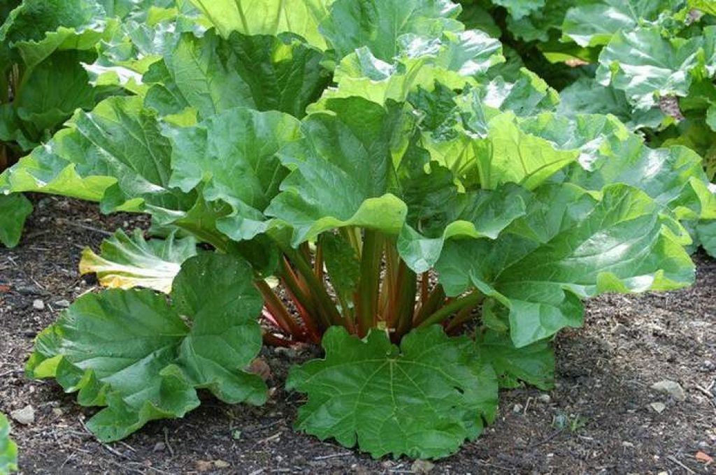 Can rabbits eat rhubarb