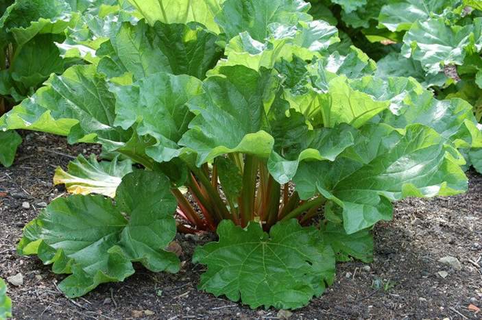 rhubarb leaves