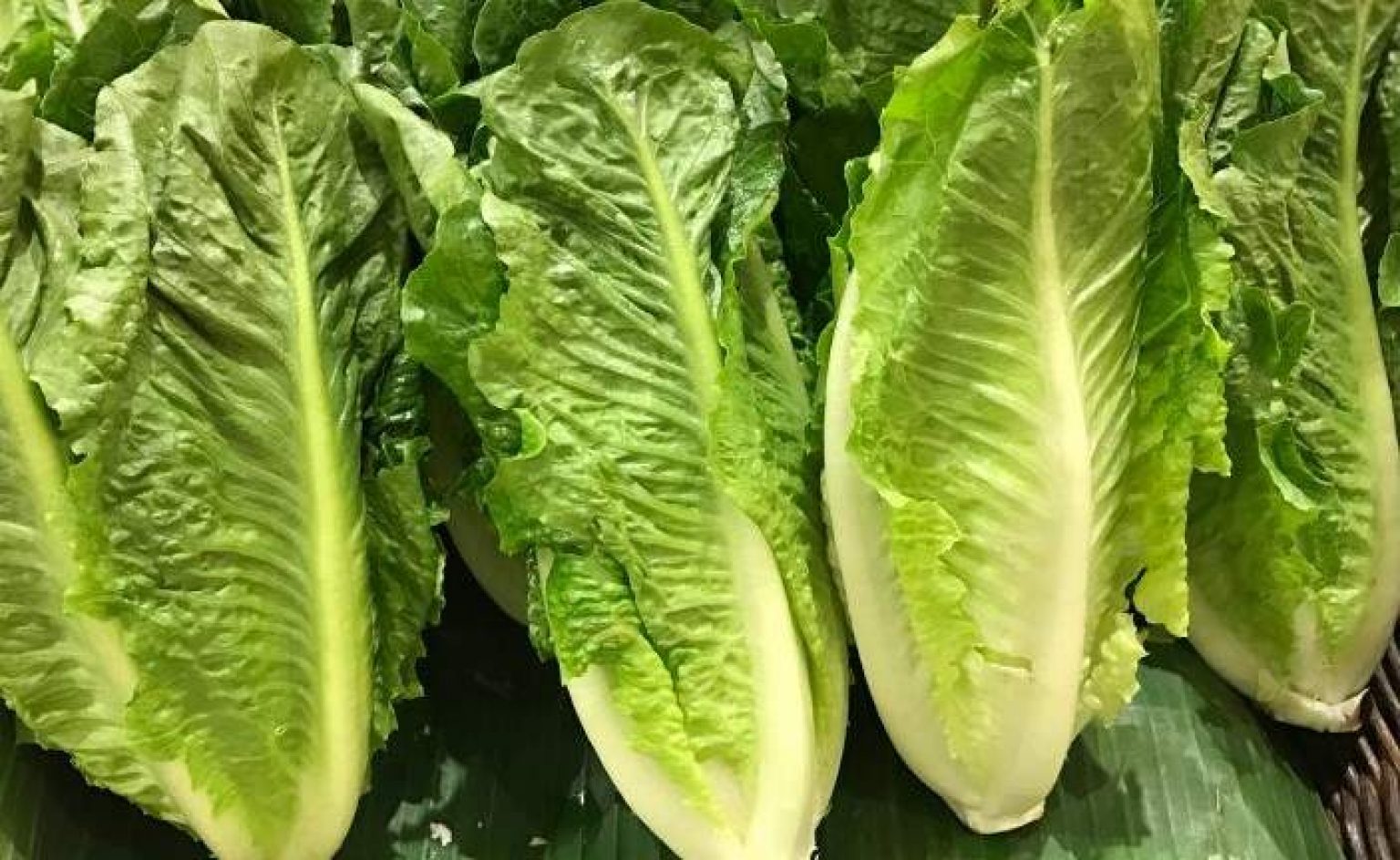 Which Lettuce Rabbits Can Eat? | Pet Care Advisors