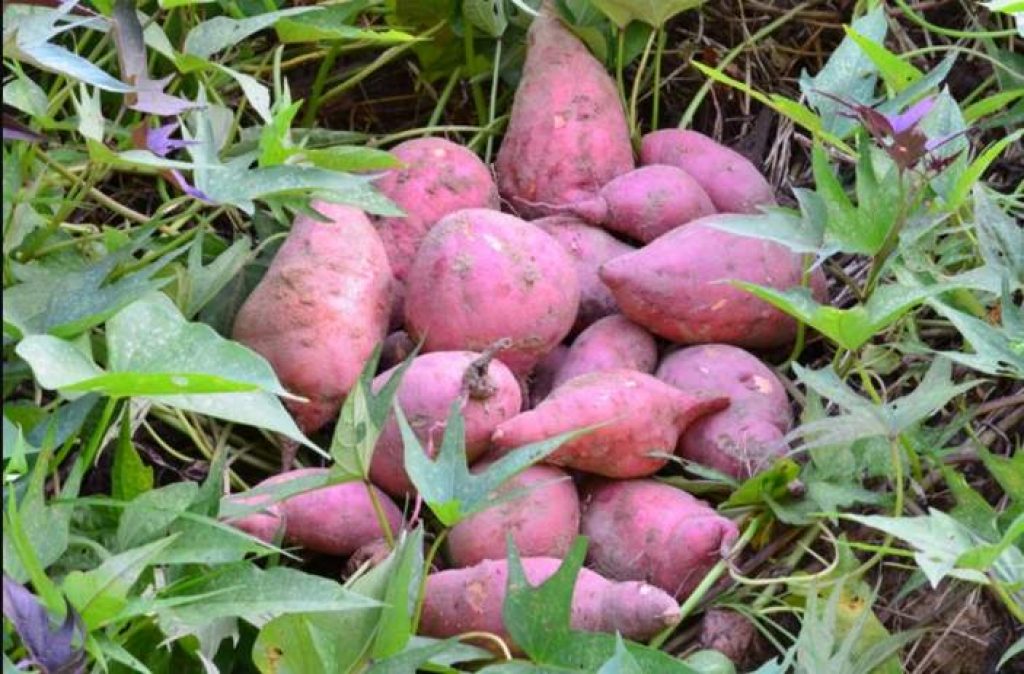 Can rabbits eat sweet potatoes and their vines